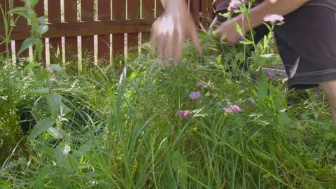 Removing Weeds Time Lapse Video stock 78564138