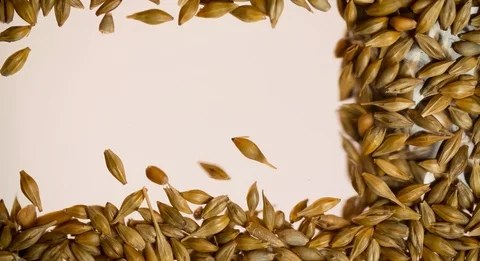 Removing Wheat grain for Copyspace Background bottom view Stock Footage 103642572