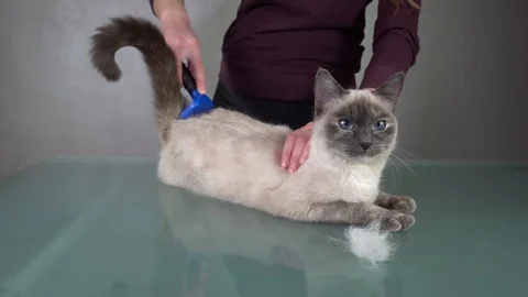 Removing  white cat's undercoat fur using furminator. Grooming service. 4K Stock Footage 104774723