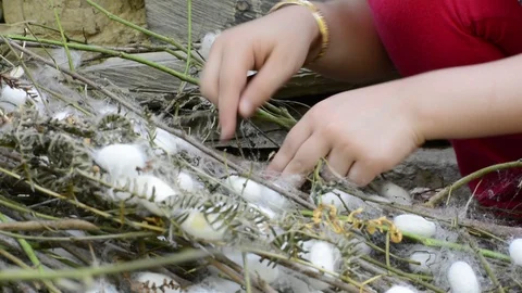 Removing white silkworm cocoons shell from mulberry branches by little girl Stock Footage 110274551