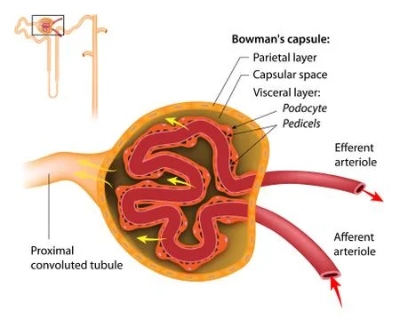 The renal corpuscle structure. Illustrazione stock