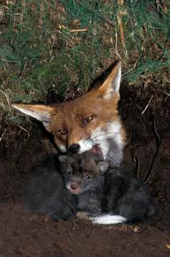 RENARD ROUX vulpes vulpes Stock Photos