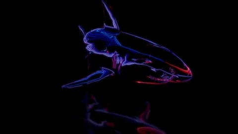 Render 3D animation of the model shark on a black background future technology Stock Footage 252721653