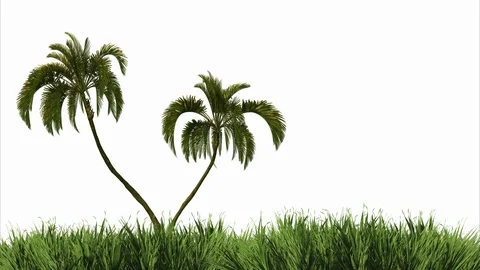 Render grass and palm in the wind on a white background. Stock Footage 129086225