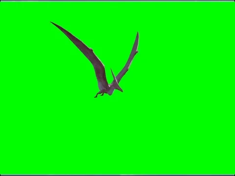 Render realistic 3D dinosaur flying on a green background Stock-Footage 72311384