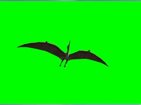 Render realistic 3D dinosaur flying on a green background Stock-Footage 72311413