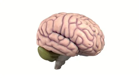 Rendered 3D Rotating Brain Stock Footage 11089552