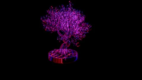 Rendering 3D animation, Pink Bonsai model on a black background Stock Footage 260602726