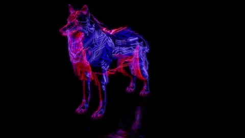 Rendering 3D animation, VISUAL EFFECTS Wolf model on a black background Stock Footage 260604453