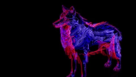 Rendering 3D animation, VISUAL EFFECTS Wolf model on a black background Stock Footage 261717979