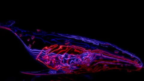 Rendering 3D animation, VISUAL EFFECTS Whale on a black background Stock Footage 264035374