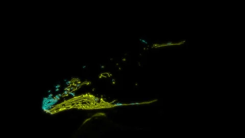 Rendering 3D animation, VISUAL EFFECTS Whale on a black background Stock Footage 264487360