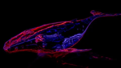 Rendering 3D animation, VISUAL EFFECTS Whale on a black background Video stock 265445754