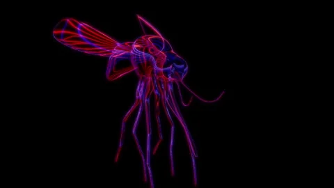 Rendering 3D animation, VISUAL EFFECTS Mosquito Model on a black background Stock Footage 270980712