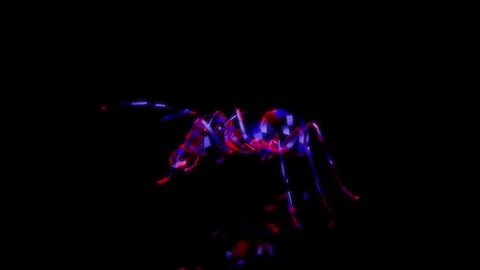 Rendering 3D animation, VISUAL EFFECTS Low Poly Ant Model on a black background Stock Footage 275601588