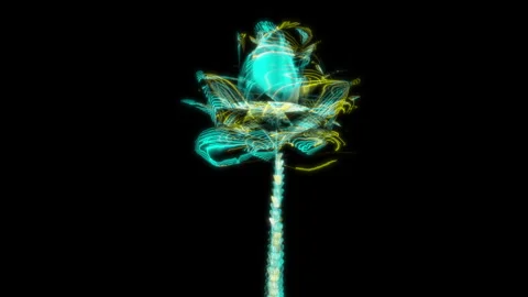 Rendering 3D animation, VISUAL EFFECTS Tall palm tree Model on a black Stock Footage 277511252