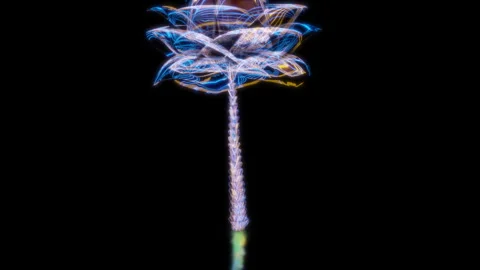 Rendering 3D animation, VISUAL EFFECTS Tall palm tree Model on a black Stock Footage 280031291