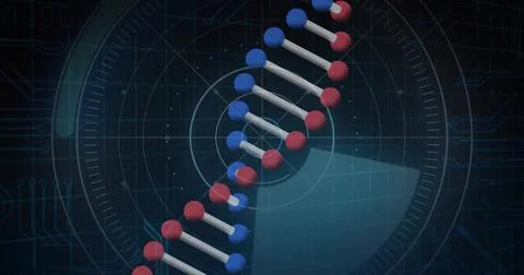 Rendering DNA double helix with blue and red spheres and white rods in dark HUD, Stock Illustration
