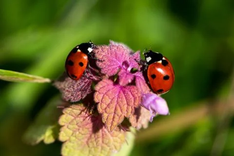 Rendezvous on the meadow Foto stock