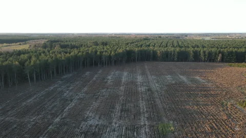 Rendlesham Forest in Suffolk Stock Footage 305047527