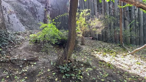 Rendpanda circling 스톡 동영상 218972797