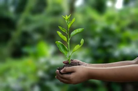 Renewable energy concept Earth Day or environment protection Hands protect .. Stock Photos