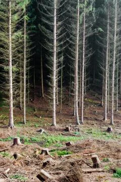 Renewable resource forest Stock Photos