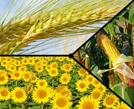 Renewable resources Stock-Illustration