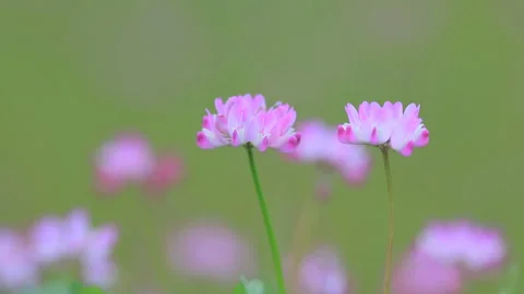 Renge 스톡 동영상 327553851