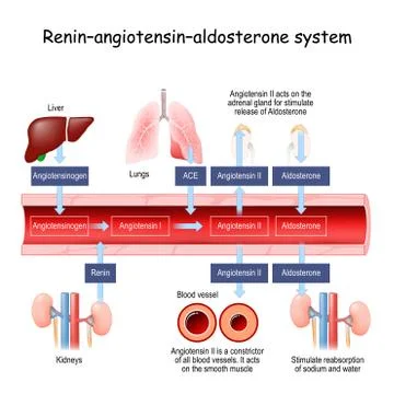 Reninangiotensinaldosterone system Illustration