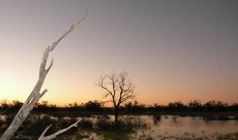 Renmark floodlands isolated tree Stock Photos