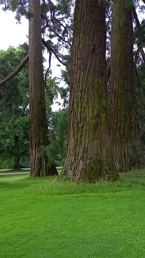 Rennes, thabor park Video stock 279994482