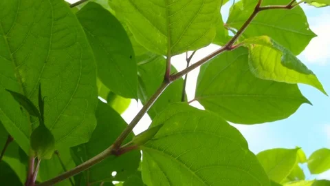 Renoue of japan Vídeos de archivo 113972272