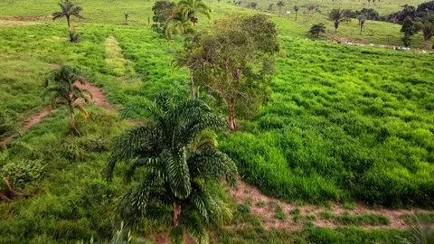 Renovation of Mombasa grass (Panicum maximum, also known as Guinea grass) in sus Stock Footage 328387209