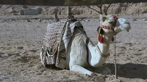 Rent a Camel Stock Footage 8118158