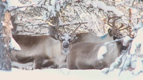 Rentiere25 Stock Footage 1088343