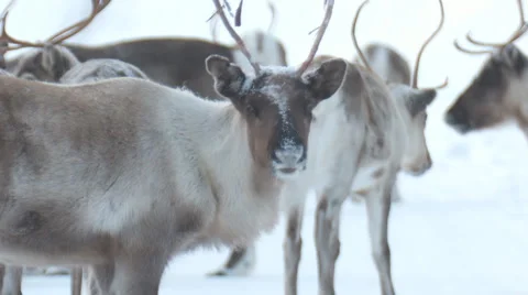 Rentiere43 Stock Footage 1091859