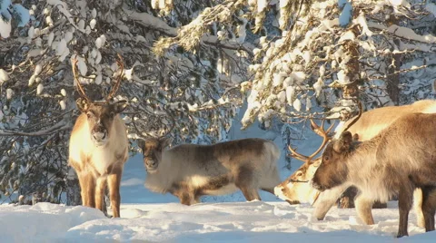 Rentiere8 Stock Footage 1077432