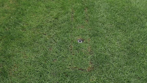 Reparing Damaged Underground Irrigation System In Lawn Stock Footage 115737715