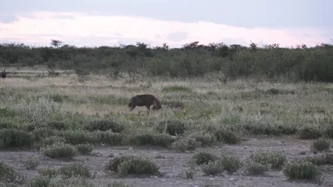 Repeat dash in another direction; jackals circle — Part 4 Stock Footage 319945515