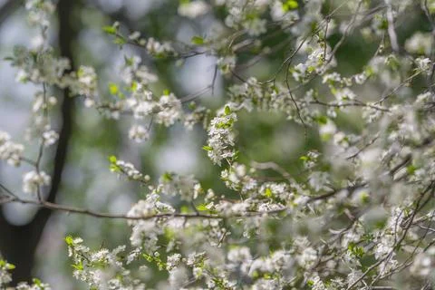 Repeat pattern with delicate blooms. Closeup of small blossoms in repeated de Stock Photos