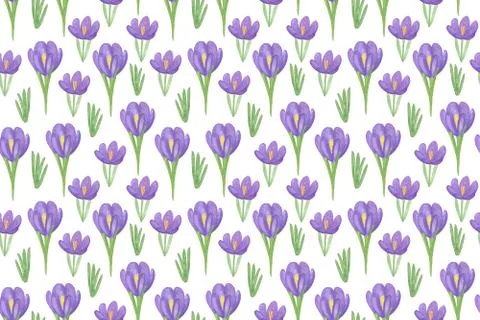 Repeat pattern of the first spring flowers violet crocus 스톡 일러스트
