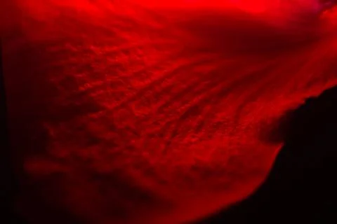Repeatable, floating red rose petals, studio photographed and isolated on bla Stock Photos