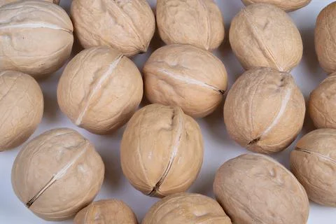 Repeated walnut shell design pattern. Earthtoned graphic background featuri.. 스톡 사진