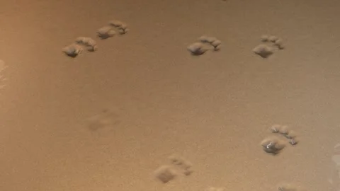 Repeating animation of cat paw prints in wet sand Stock Footage 345291540