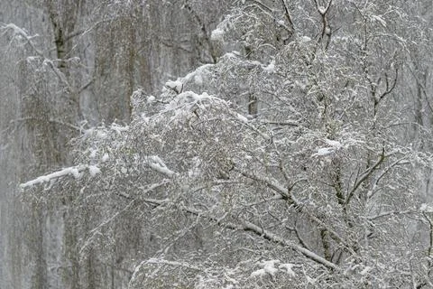 Repeating birch silhouettes amid falling snow, rhythmic vertical lines, subtl Stock Photos