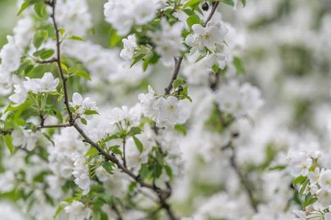 Repeating blossom clusters form textured pattern, dense rhythm, organic geome Stock Photos