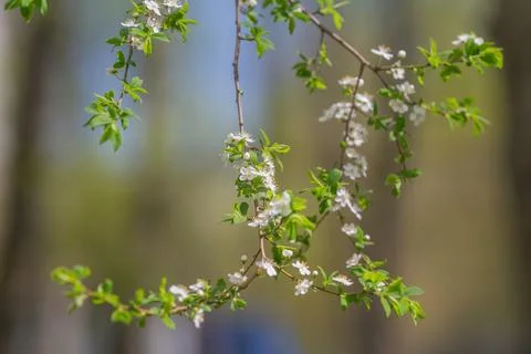 Repeating blossom pattern created by intertwined branches, soft focus bokeh.. Stock Photos