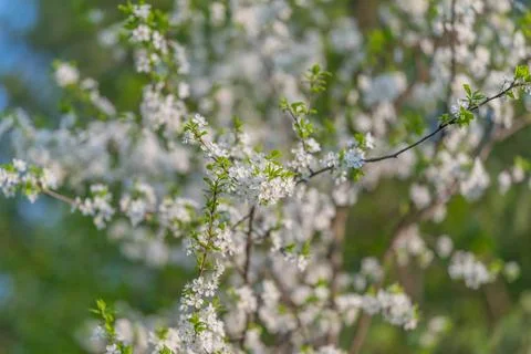 Repeating blossom pattern lit by warm rays highcontrast highlights, shallow d Stock Photos