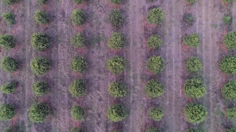 Repeating dot pattern as aerial rises above Macadamia tree grove Stock Footage 297248409
